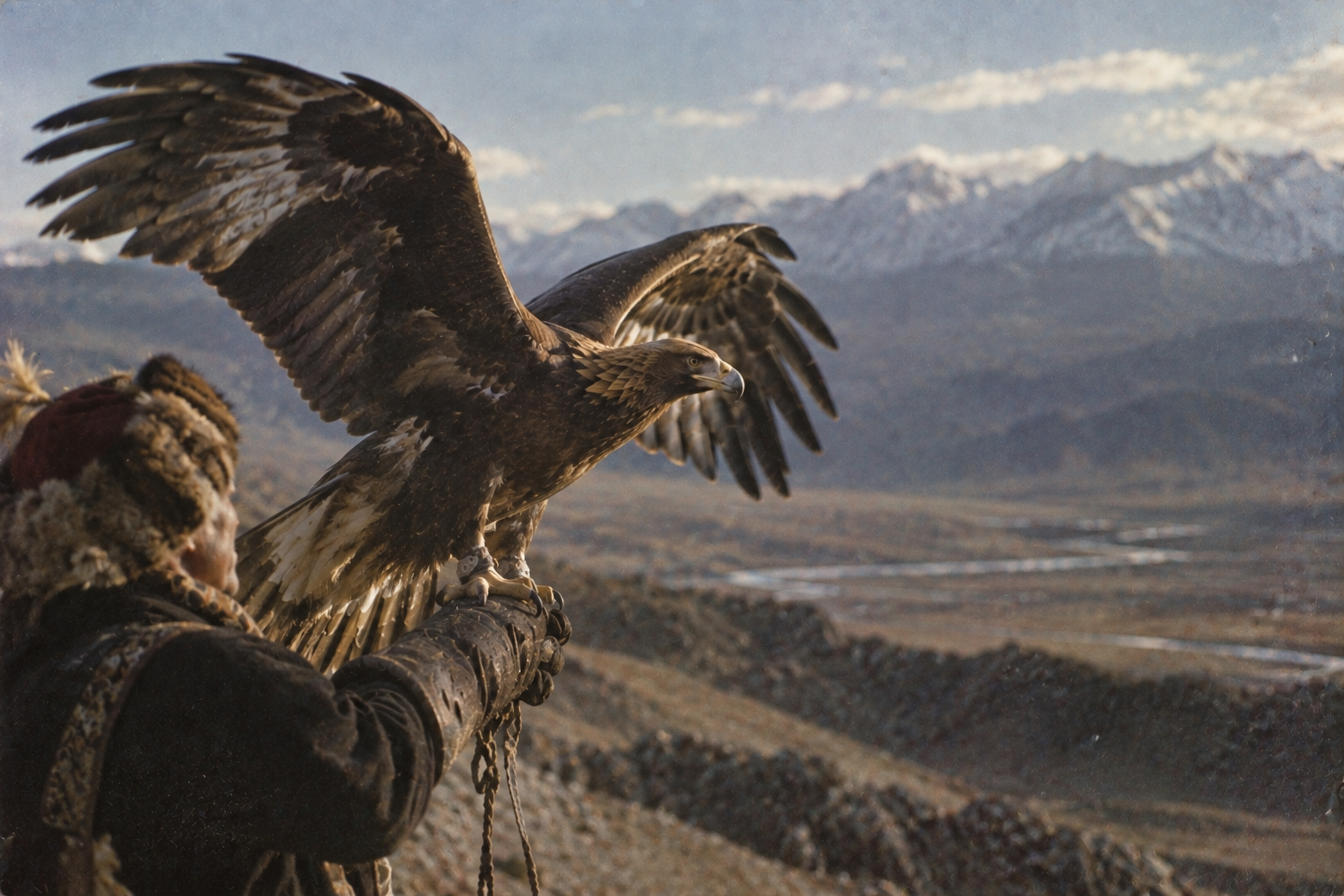 Golden Eagle — Mongolia